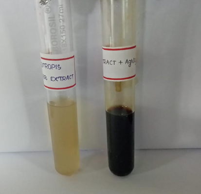 Solution of Silver Nitrate (1 mM) before (left) and after (right) exposure to the reaction (extract of Calotropis gigantea plus AgNO3) after 24 hrs incubation.