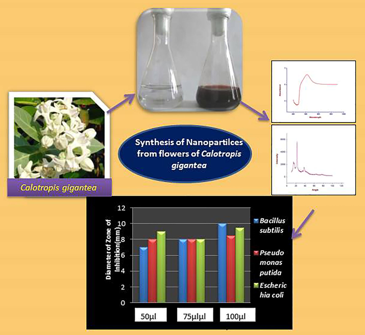 Schematic representation of the production of silver nanoparticles from Calotropis gigantea.