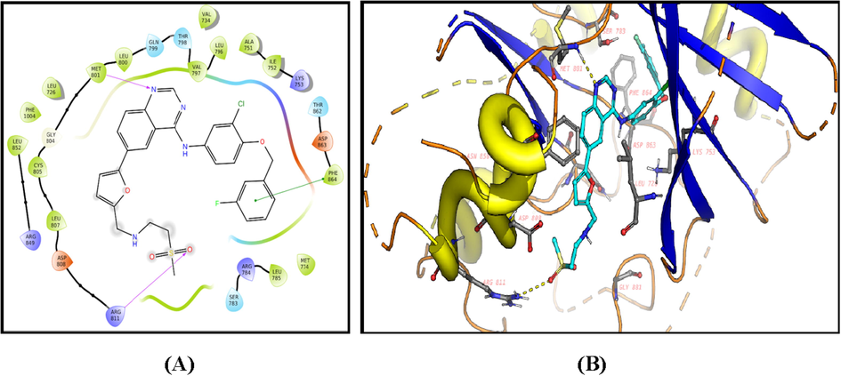 2D diagram (A) and 3D representation (B) of Lapatinib showing its interaction with the HER2 kinase active site.