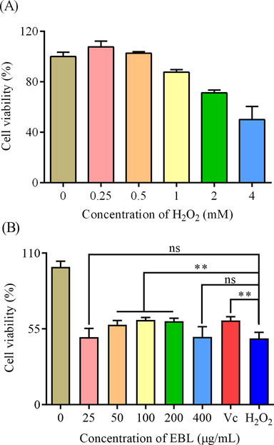 The effect of EBL on Hela cells under oxidative stress. (A) the establishment of injury model and (B) the cell viability of Hela cells pretreated with EBL for 24 h in the presence of H2O2. Note: ns meant not significant and ** meant p < 0.01. Injury meant the group only treated with H2O2, and Blank meant the group treated with same volume of DMEM.