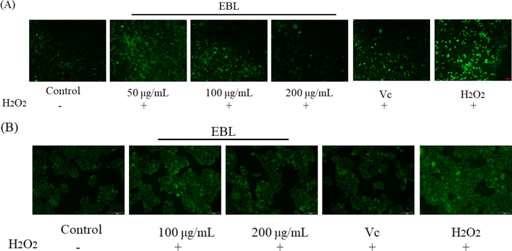 The effect of EBL on (A) the ROS level, (B) the mitochondrial membrane potential and (C) the cell apoptosis stained by Hoechst 33,258 in Hela cells. Note: * meant p < 0.05 and ** meant p < 0.01 compared with injury group. The red arrows meant the apoptotic bodies and red bar = 50 μm. Injury meant the group only treated with H2O2, and Blank meant the group treated with same volume of DMEM.