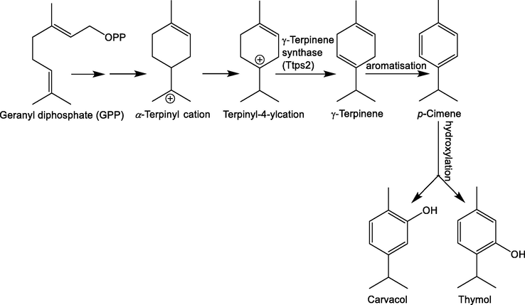 Biosynthetic pathway of thymol and carvacrol from geranyl pyrophosphate (GPP) as precursor (Tohidi et al., 2020b).