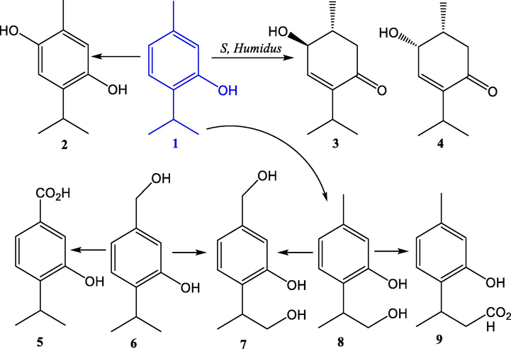 Biotransformation of thymol (1) to 6-hydroxythymol (2), (1R,2S)- (3) and (1R,2R)-2-hydroxy-3-p-menthen-5-one (4), thymol-7-oic acid (5), 7-hydroxythymol (6), 7,9-dihydroxythymol (7), 9-hydroxythymol (8), and thymol-9-oic acid (9), by the actinomycete strain Streptomyces humidus, Tu-1, and fungi Aspergillus niger, Mucor ramannianus, Rhizopus arrhizus, and Trichothecium roseum (Noma and Asakawa, 2010).