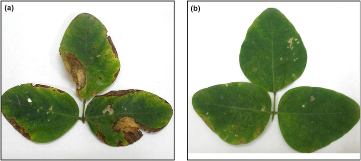 Symptoms of bacterial pustule disease on soybean plants in pot experiments (a) lesions expanded and merged in control, (b) small yellow to brown lesions in soybean leaf at 0.06% v/v thymol nanoemulsion (Kumari et al., 2018).