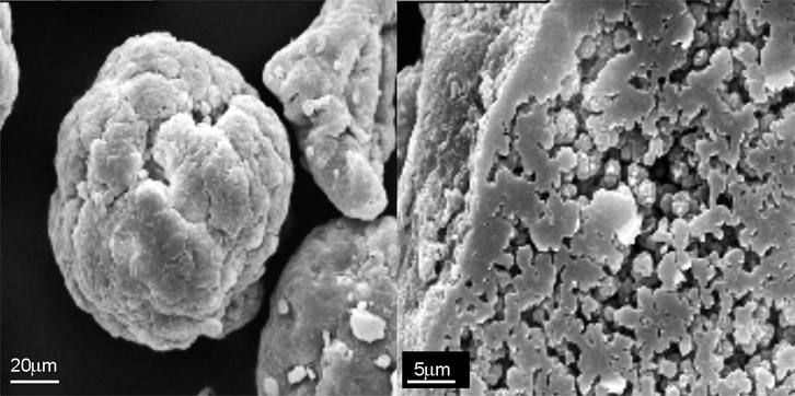 Photomicrograph of a PVC grain and its slice.