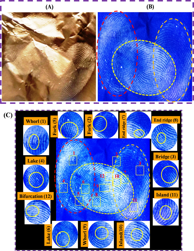 Overlapped LFP detection by using N-CDs/ZnONPs nanocomposite under daylight (A) and UV light irradiation at 365 nm (B) and different ridge patterns of LFP image visualized using N-CDs/ZnONPs nanocomposite on aluminium foil surface under UV light irradiation of 365 nm (C).