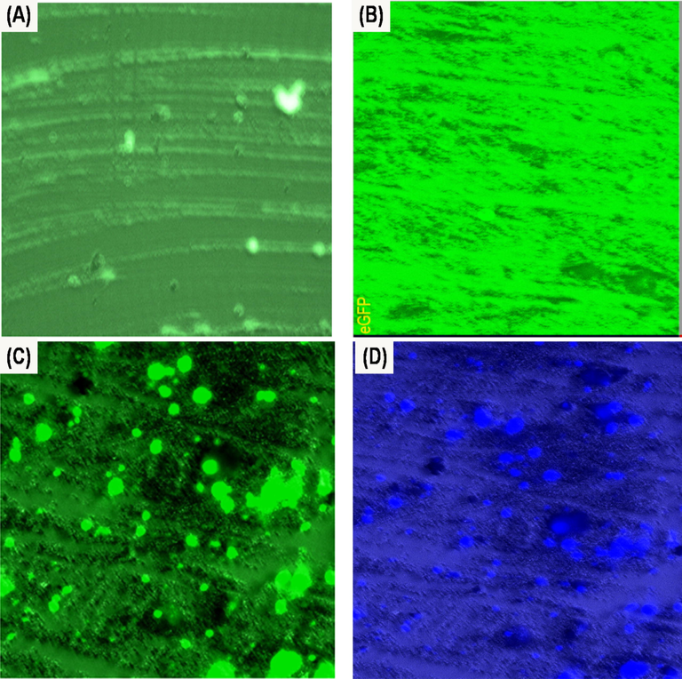 Live Imaging Microscope of fingerprint developed on the glass slide substrate with (A) N-CDs (Green image), (B) ZnONPs (Green image) and (C&D) N-CDs/ZnONPs nanocomposite (Green and Blue images) under 415 nm and 450 nm laser without yellow filter.