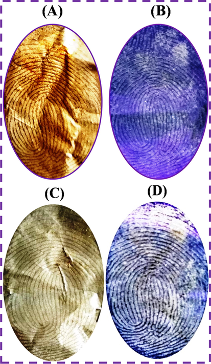 Latent fingerprint images on the aluminum foil substrates (A) N-CDs and (C) N-CDs/ZnONPs nanocomposite with daylight and (B) N-CDs and (D) N-CDs/ZnONPs nanocomposite with 365 nm UV light irradiation.