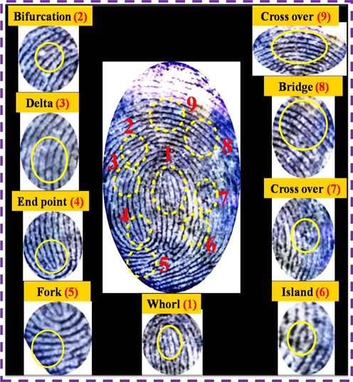 Different ridge patterns of LFP image visualized by using N-CDs/ZnONPs nanocomposite on aluminum foil surface under UV light irradiation at 365 nm.