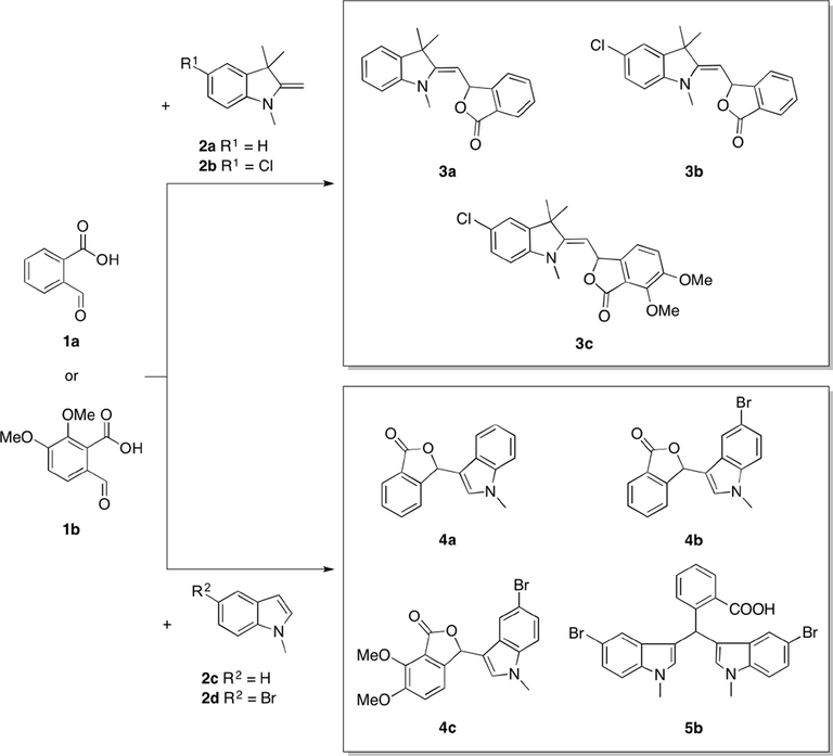 Synthesis of phthalide-fused indolines (3a–c), phthalide-fused indoles (4a–c) and a bisindole (5b) by microwave irradiation (160 °C, 5 min) or reflux in water (100–120 °C, 24 h).