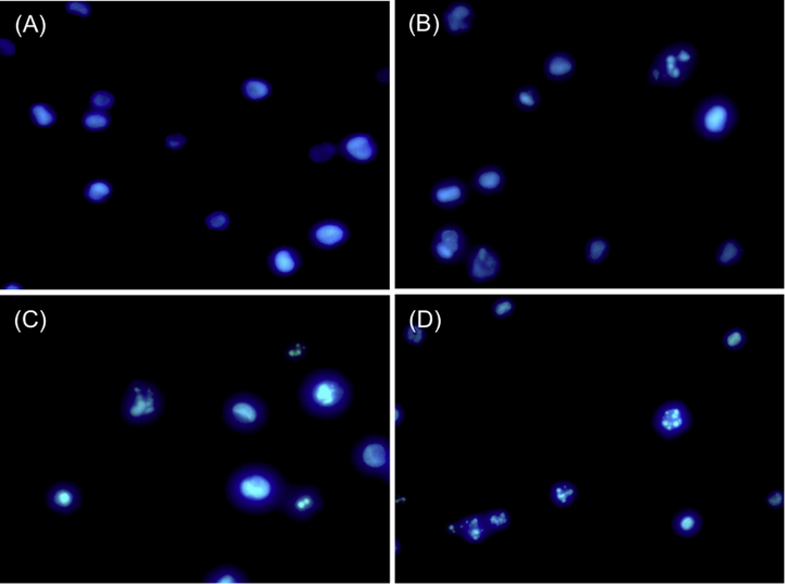 Morphological changes of HL-60 cells induced by synthesized compounds at a final concentration of 100 μM for 48 h. The cells were stained in Hoechst 33342 and viewed under a fluorescence microscope. (A) Controlled HL-60 cells (DMSO alone); (B) 3b in HL-60; (C) 4a in HL-60; (D) 5b in HL-60.