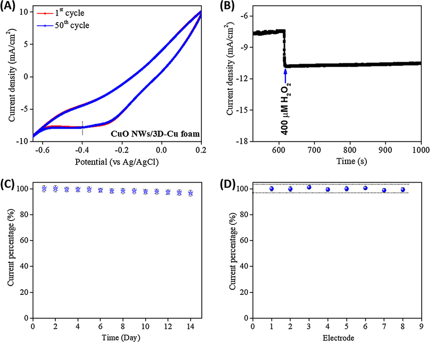 (A) CV curves for long-term cycling time of the CuO NWs/3D-Cu foam electrode with presence of 1 mM H2O2 in 0.1 M PBS solution; (B) Durability of the CuO NWs/3D-Cu foam electrode after long term amperometric measurement at an applied potential of −0.4 V; (C) The store stability of the CuO NWs/3D-Cu foam electrode; (D) Reproducibility of the CuO NWs/3D-Cu foam electrode towards H2O2 detection.