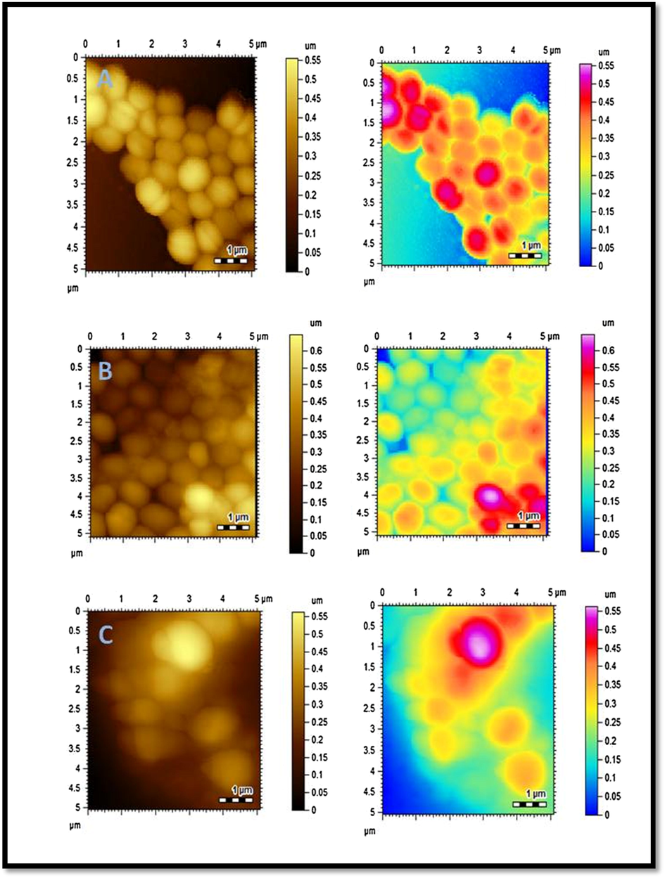 AFM images of S. aureus. (A) Control (B) C6 treated S. aurues (C) AuC6NPs treated S. aurues.