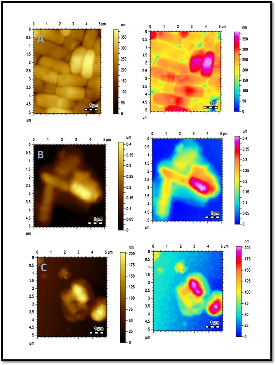 AFM images of E. coli. (A) Control (B) C6 treated E. coli (C) AuC6NPs treated E. coli.