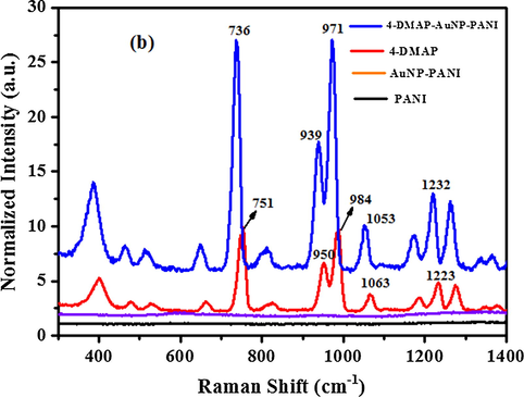 Raman Spectra of PANI (black line), AuNP-PANI (violet line), bulk 4-DMAP (violet line) and SERS spectrum of 4-DMAP absorbed on AuNP-PANI surface (blue line). AuNP-PANI was immersed in 0.1 mM 4-DMAP solution (ethanol) and then dried in air.