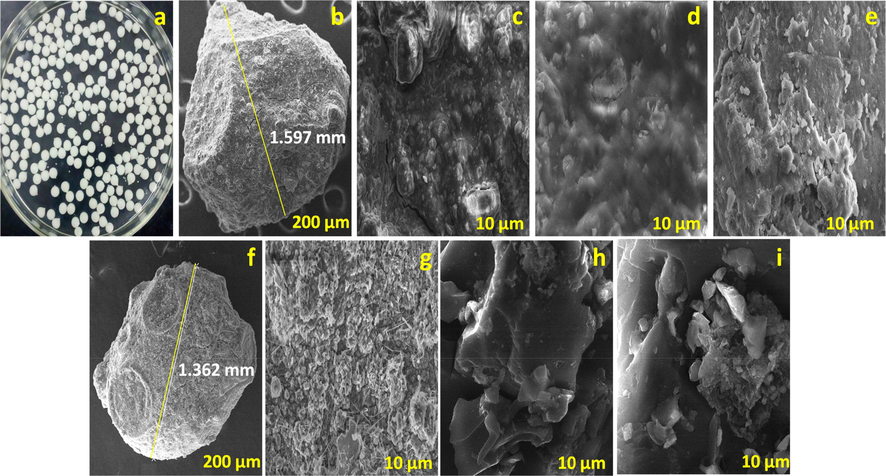 (a) Digital image of Zr@AlgKN composite beads, SEM images of (b) particle size measured Zr@AlgKN composite beads (In situ) at 200 µm, (c) Zr@AlgKN composite beads (In situ) at 10 µm, (d and e) NO3− and PO43− sorbed Zr@AlgKN composite beads (In situ), (f) particle size measured Zr@AlgKN composite beads (Hydro) at 200 µm, (g) Zr@AlgKN composite beads (Hydro) at 10 µm, and (h and i) NO3− and PO43− sorbed Zr@AlgKN composite beads (Hydro).