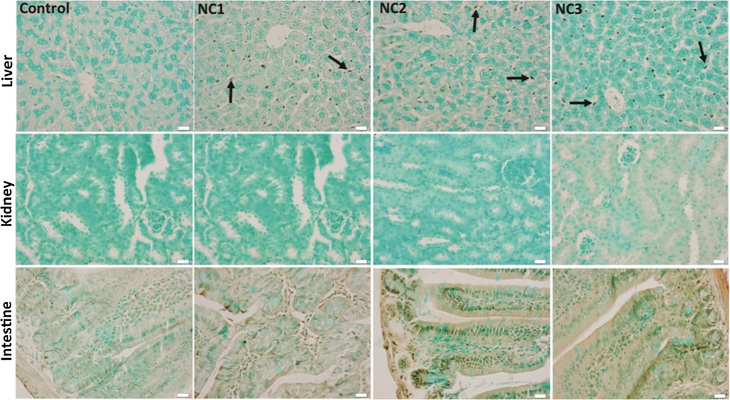 TUNEL staining of the liver, kidney, and intestine tissues of the experimental groups. Arrow - TUNEL positive Kupffer cells nuclei, x 50, scale bar: 25 μm.