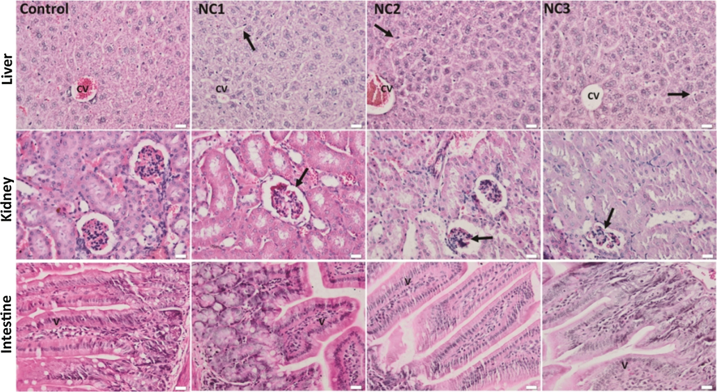 The histological aspect of the liver, kidney, and intestinal mucosa of the experimental groups. H&E staining; Liver: CV - central vein; arrow - sinusoids with hyperplastic Kupffer cell; Kidney: arrow - mild congestion of renal glomeruli; Intestine: V - intestinal villi, x 50, scale bar: 25 μm.