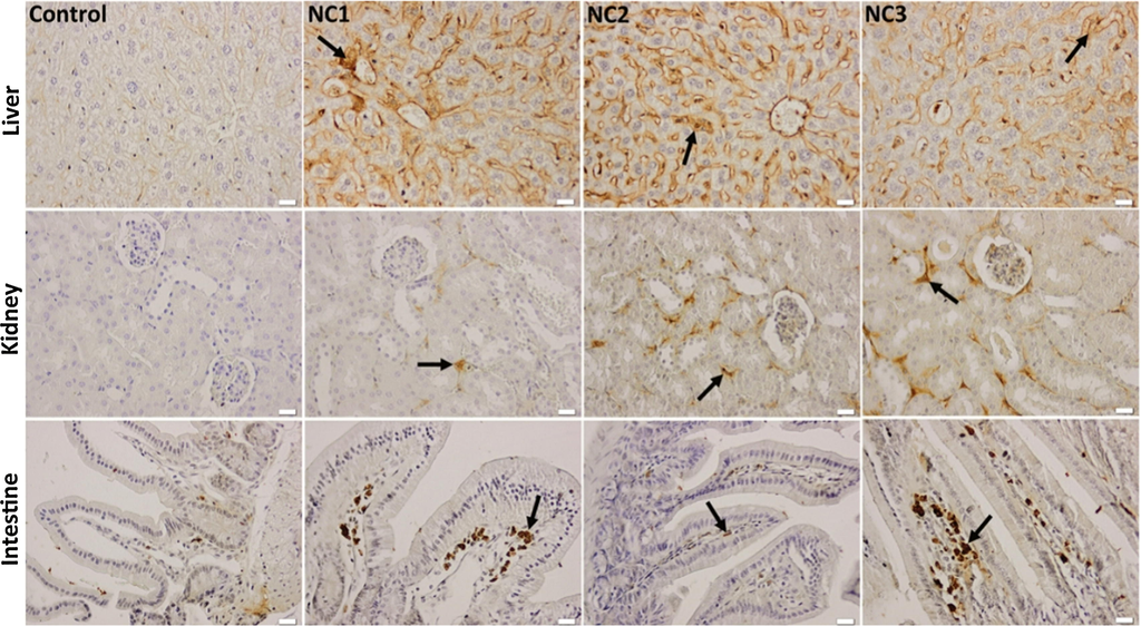 Effect of Ag—ZnO NPs on the immunohistochemical expression and specific distribution of TNF-α in the liver, kidney, and intestinal mucosa. Arrow - immunopositivity of TNF-α in hepatic parenchyma, renal cortex, and intestinal villi, x 50, scale bar: 25 μm.