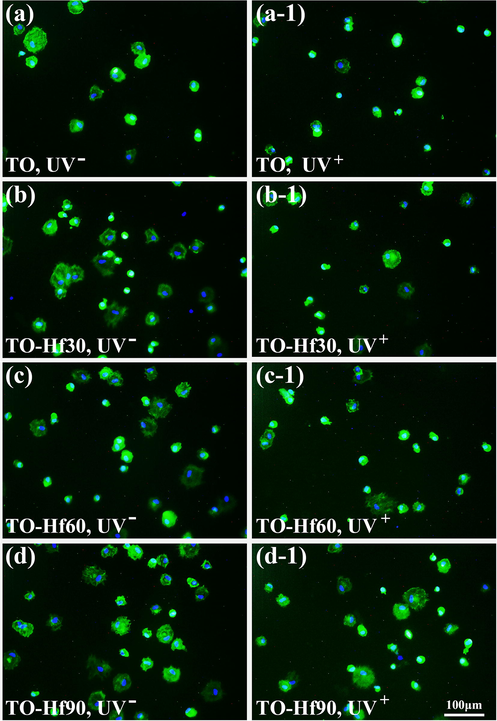 Fluorescent images of the HGF cultured for 1 h on the samples with (UV+) or without (UV−) UV pre-irradiation: (a) TO, UV−, (a-1) TO, UV+, (b) TO-Hf30, UV-, (b-1) TO-Hf30, UV+ (c) TO-Hf60, UV−, (c-1) TO-Hf60, UV+, (d) TO-Hf90, UV−, (d-1) TO-Hf90, UV+. The cell actin stained with FITC (green) and the nucleus stained with DAPI (blue), with a cell density of 2 × 104 cell/mL.