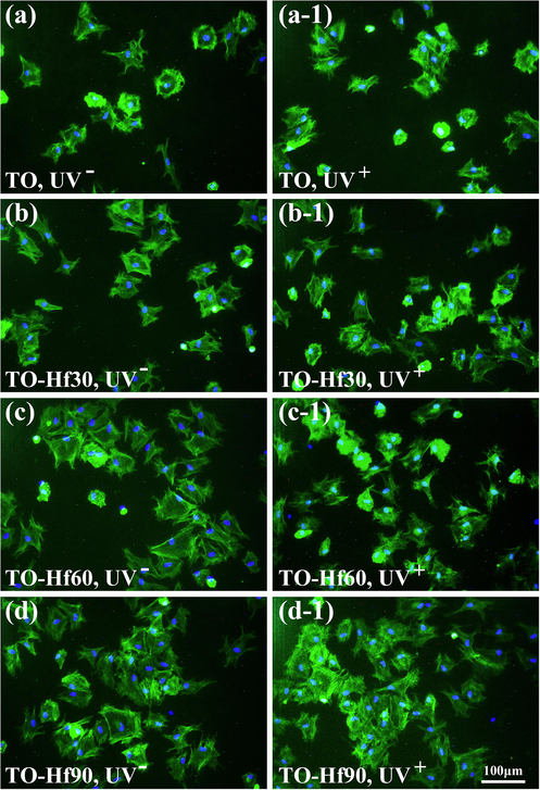 Fluorescent images of the HGF cultured for 3 h on the samples with (UV+) or without (UV−) UV pre-irradiation: (a) TO, UV−, (a-1) TO, UV+, (b) TO-Hf30, UV−, (b-1) TO-Hf30, UV+ (c) TO-Hf60, UV−, (c-1) TO-Hf60, UV+, (d) TO-Hf90, UV−, (d-1) TO-Hf90, UV+. The cell actin stained with FITC (green) and the nucleus stained with DAPI (blue), with a cell density of 2 × 104 cell/mL.