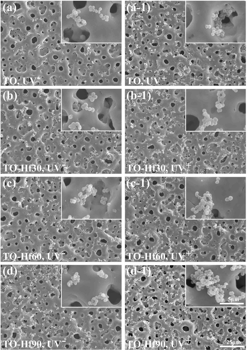 SEM morphology of the S. aureus incubated for 6 h on the samples with (UV+) or without (UV−) UV pre-treatment: (a) TO, UV−, (a-1) TO, UV+, (b) TO-Hf30, UV−, (b-1) TO-Hf30, UV+ (c) TO-Hf60, UV−, (c-1) TO-Hf60, UV+, (d) TO-Hf90, UV−, (d-1) TO-Hf90, UV+.