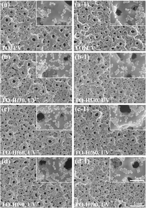 SEM morphology of the S. aureus incubated for 24 h on the samples with (UV+) or without (UV−) UV pre-treatment: (a) TO, UV−, (a-1) TO, UV+, (b) TO-Hf30, UV−, (b-1) TO-Hf30, UV+ (c) TO-Hf60, UV−, (c-1) TO-Hf60, UV+, (d) TO-Hf90, UV−, (d-1) TO-Hf90, UV+.