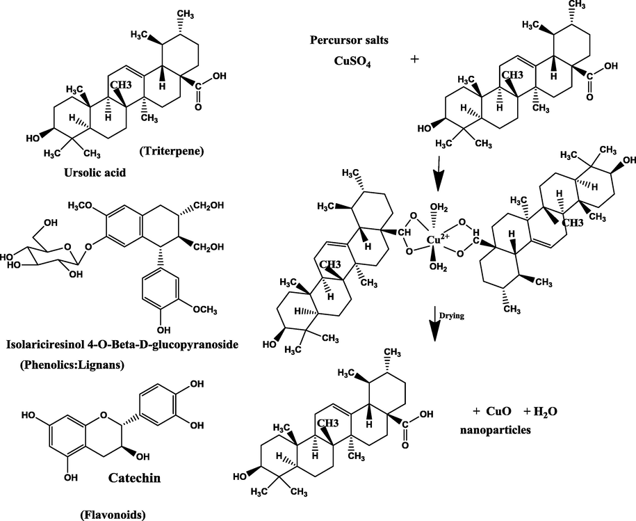 Possible mechanism of the formation of copper nanoparticles using biological Cynomorium coccineum extract.