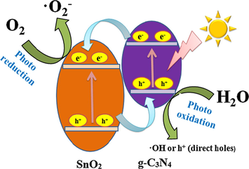 Schematic illustration of photocatalytic reaction and charge transfer of the S3 sample under visible-light irradiation.