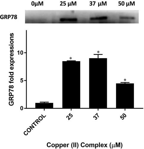 Western blot bands and respective fold expressions of GRP78 protein in Copper (II) complex-treated DU-145 cells. * p < 0.001 when compared to the control group.