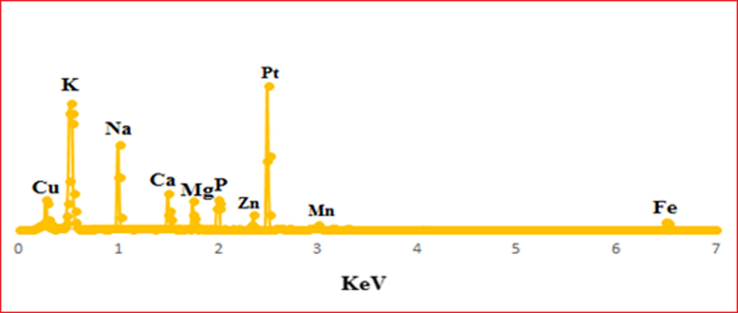 The elemental composition analysis of Pt NPs using EDX spectroscopy.