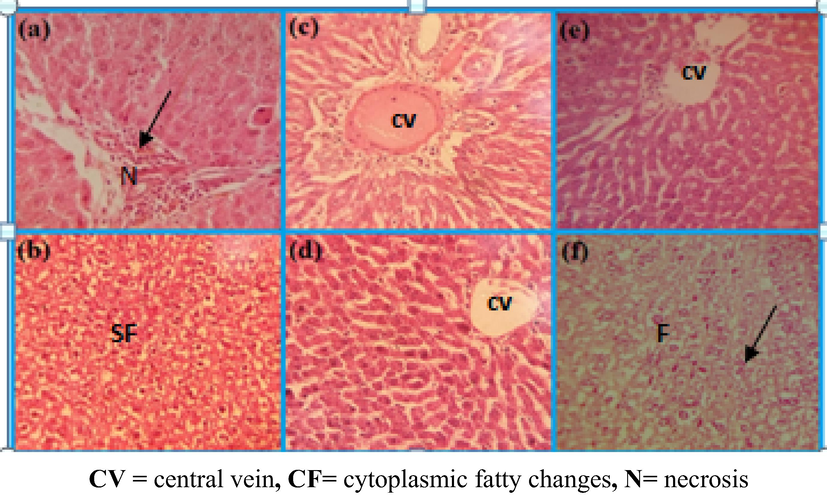 Comparison of liver damage in rats after providing daily high oral dose of PtNPs (10 µg/g) for 3 weeks, (a, b) CCl4 control single dose (shows fatty changes, necrosis and lymphocytic infiltration) (c, d) PtNPs, before and after CCl4induction (shows view cytoplasmic vacuolation of entrilobularhepatocytes and necrosis of the central vein) (e, f) represents PtNPs (shows semi similar to the control group) (H & E) × 100.