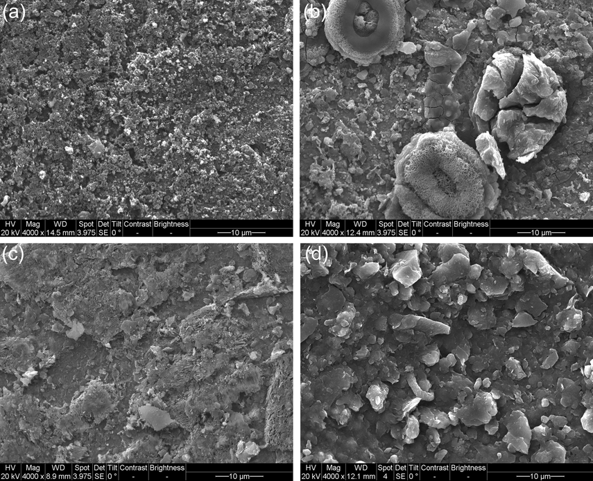 SEM images of the steel coupons after 10 days of burial in 5% CO2/N2-containing soil with varied thicknesses (a) 3 mm, (b) 5 mm, (c) 10 mm, (d) 15 mm.