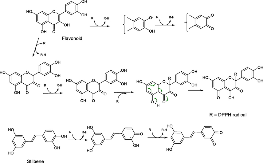 The possible polyphenolic oxidation mechanism pathways by DPPH radical.