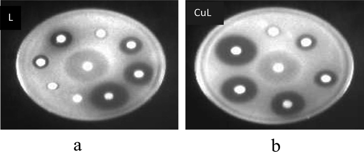 Disk diffusion assay of C. albicans ATCC 90028 showing zones of inhibition in the presence of (a) Ligand (L) (b) Copper complex (CuL). The concentration of the test compounds ranged from 0.1 to 1.0 mg per disk. Fluconazole (FLU) (4 µg) was used as a positive control.