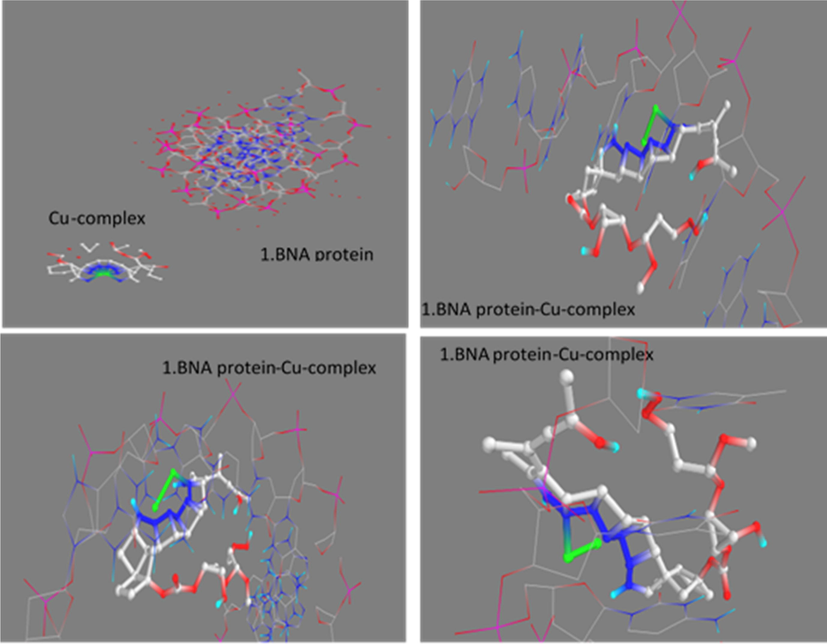 Docked pose of copper complex with DNA at different modes.