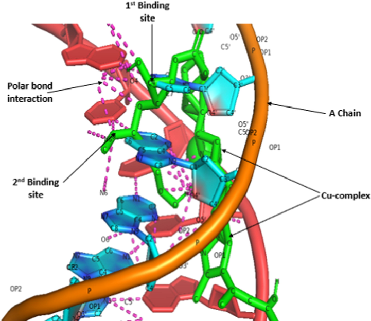 Interaction between protein chains and Cu-complex.