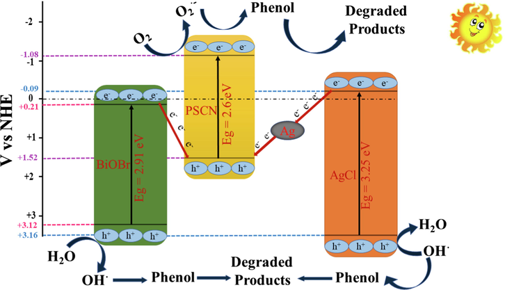 Mechanistic view of BiOBr/PSCN/Ag/AgCl heterojunction for photocatalytic degradation of phenol.