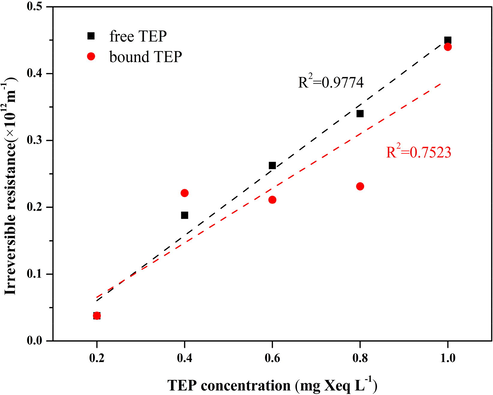 Linear relationship between TEP concentration and irreversible resistance.