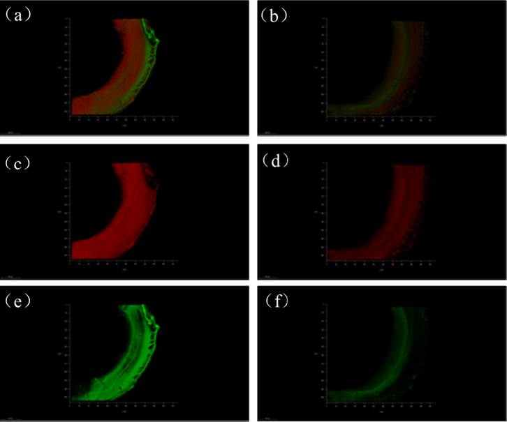 Accumulation and distribution of TEP components in membrane cross-section: (a), (c), and (e) UF membranes contaminated with free TEPs; and (b), (d), and (f) UF membranes contaminated with bound TEPs. Red for polysaccharide and green for protein.