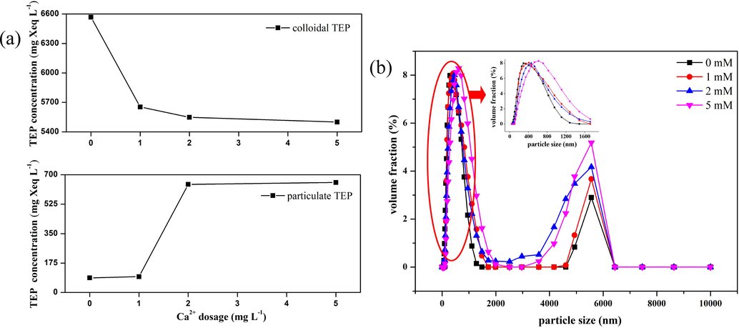 Effect of Ca2+ ion concentration on size of free TEPs: (a) Effect of Ca2+ ions on transformation of c-TEPs to p-TEPs, and (b) Effect of Ca2+ addition on size distribution of free TEPs.