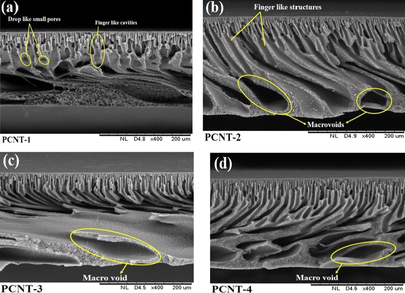 SEM Cross sectional micrographs of PPSU/MWCNTs membranes.