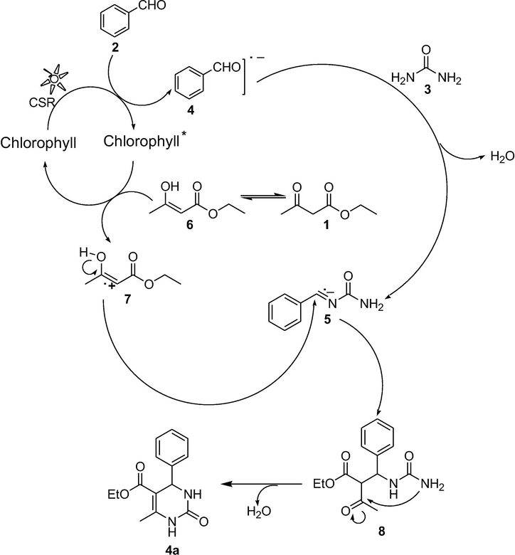 Proposed mechanism for the Chlorophyll catalyzed Photosynthesis of Pyrimidinones.