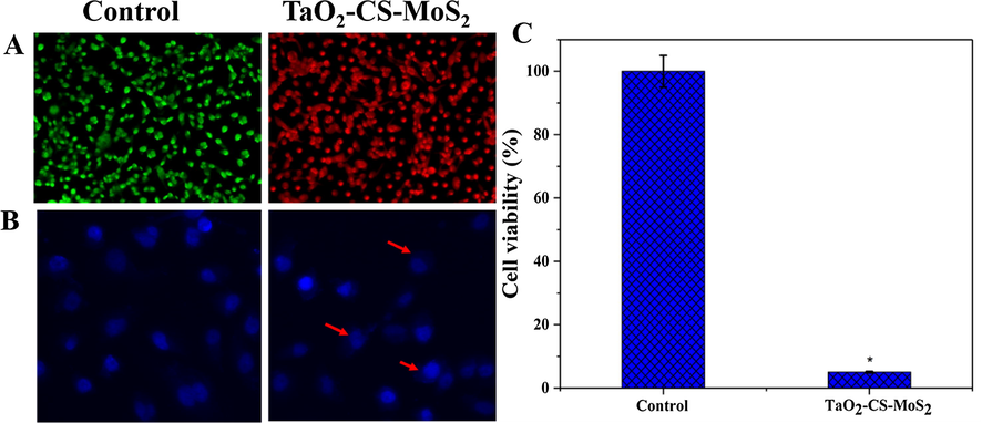 (A) Fluorescent microscopic images of MCF-7 cells staining with acridine orange (green) and propidium iodide (red) after irradiation with 808 nm laser light for 5 min and (B) DAPI (blue) staining and (C) the cell viability was assessed by MTT assay.