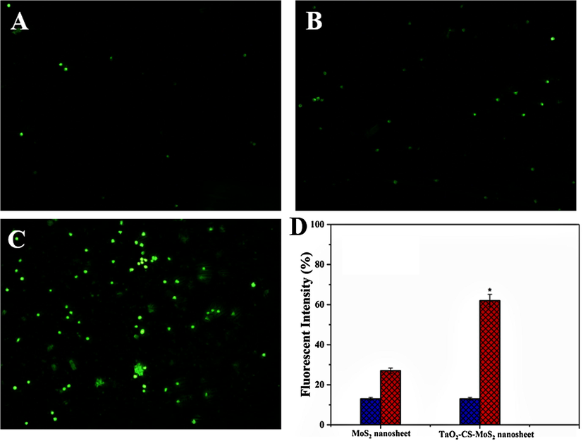 ROS production in DCFH-DA stained MCF-7 cells incubated with MoS2 and TaO2-CS-MoS2 nanosheets with or without laser treatment at 808 nm for 5 min (10× magnification).