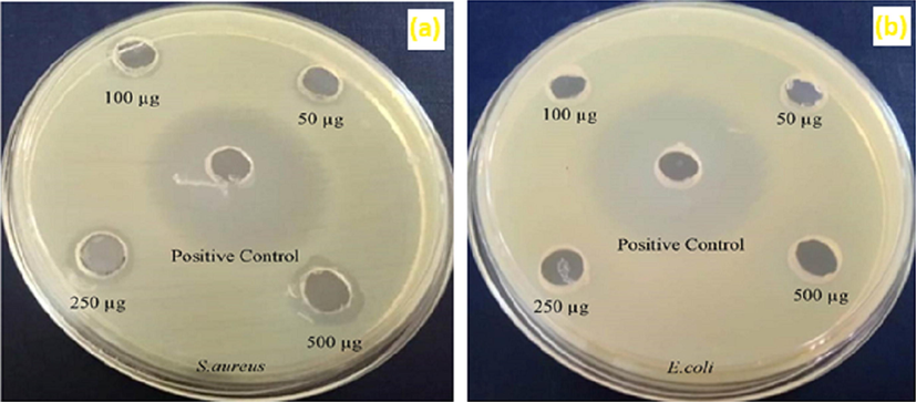 Antibacterial effect of Au@PANI–IA–Fe3O4 magnetic nanocomposite.