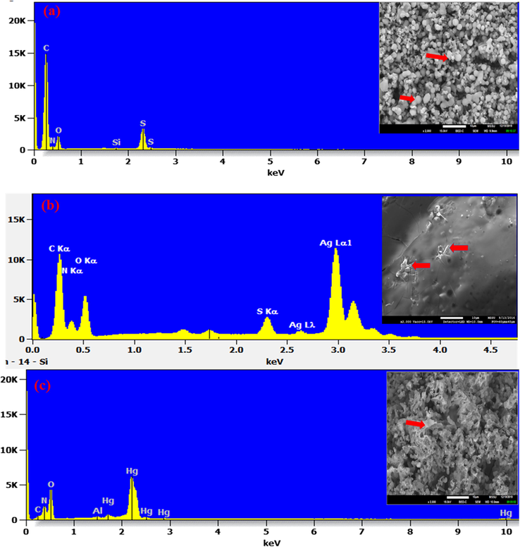 SEM images and EDX spectra showing the microstructure and the elemental composition of CPII (a); CPII treated with Ag (I) (b) and CPII treated with Hg (II) (c). Al peak referred to aluminum stub used for samples’ mounting.