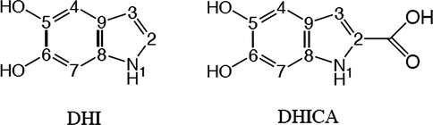 The basic monomers of melanin (DHI and DHICA) (Bloisi et al., 2011).