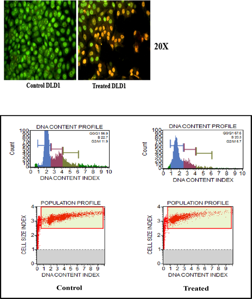 Images of apoptosis on DLD1 of Control & PTX-L-DDS and the live-dead assay.