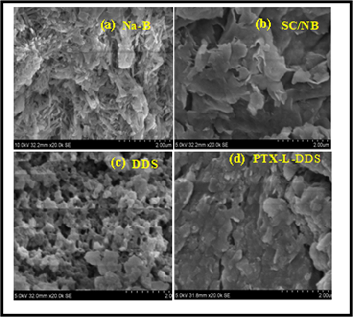 FE-SEM images of a) Na-B, b) SC/NB, c) DDS (AAm-g-NB/SC) and d) PTX-L-DDS (PTX-L-AAm-g-NB/SC).